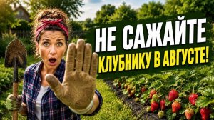 Пересадка клубники в августе, посадка, как посадить клубнику