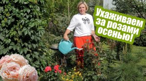 Розы осенью: чем подкормить и обработать цветы перед зимовкой