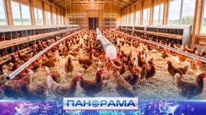 ⚡️ От курицы до прилавка: 250 тысяч яиц в день — такой результат работы донецкой птицефабрики