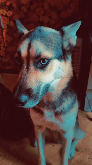 кот и пёс