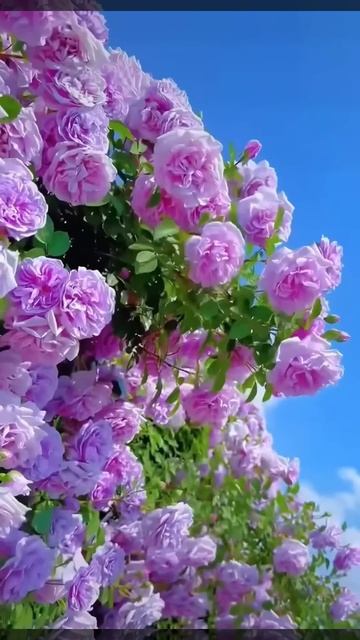 Красивые фиолетовые цветы плетистой розы в саду 🌹
