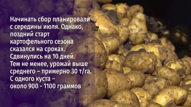 Много ли картофеля на старооскольских полях?
