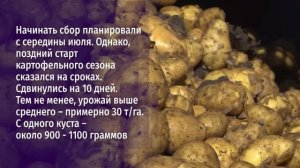 Много ли картофеля на старооскольских полях?