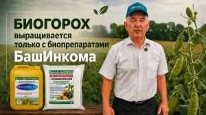 Как вырастить горох с повышенным содержанием полезных веществ?