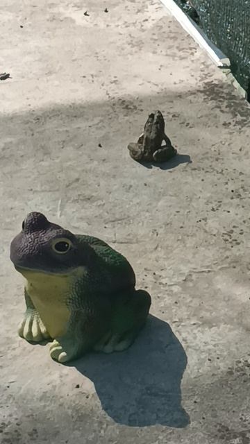 Пруд