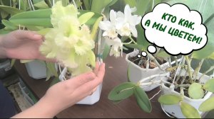 Как зацвести каттлею? Пошаговые действия. 18-08-2026