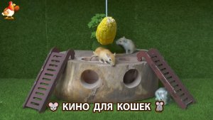 Видео для кошек про крысок развлекать питомцев 🐭🐀😂 599