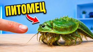 Один Триопс выжил и стал ручным! Муравьиные львы вылупились из коконов! 🆎 Alex Boyko!