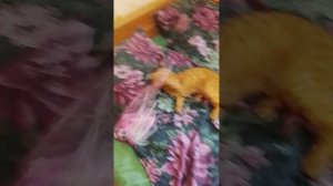 играю с котом 🐱🪶
