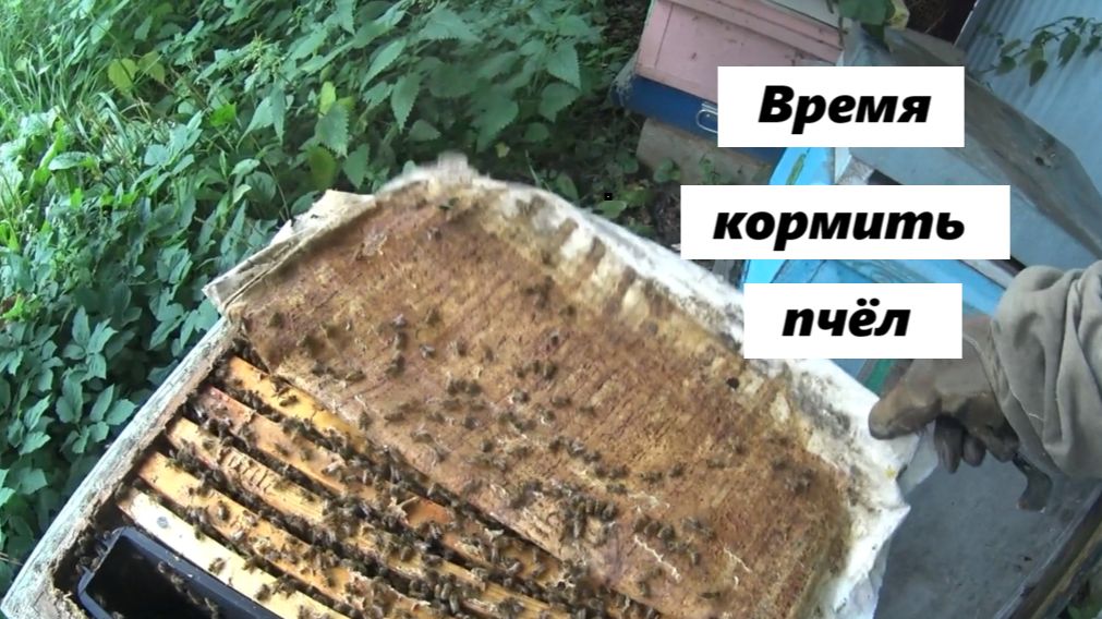 Начинаем закорм пчёл 17 августа.