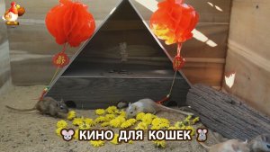 Видео для кошек про крысок развлекать питомцев 🐭🐀😂 600