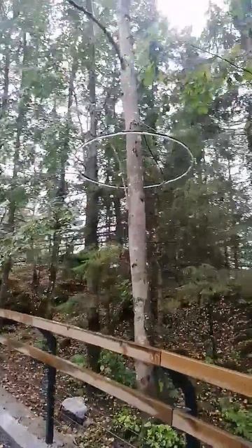ДЛЯ ЧЕГО КРУГ НА ДЕРЕВЕ?