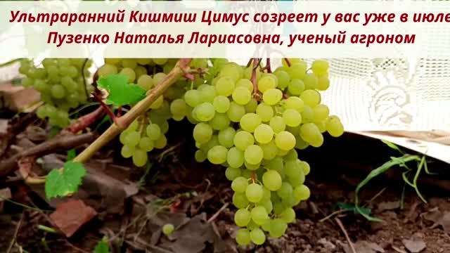 Ультраранний виноград Кишмиш Цимус, срок созревания в июле. Пузенко Наталья Лариасовна