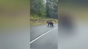 Встреча с медведем на дороге в Республике Алтай