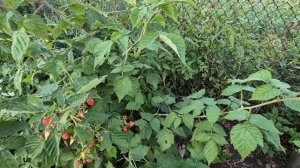 собрала урожай/ Макарушке сегодня 5 лет