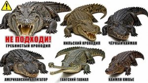 От самого маленького крокодила до крупнейшей рептилии на планете
