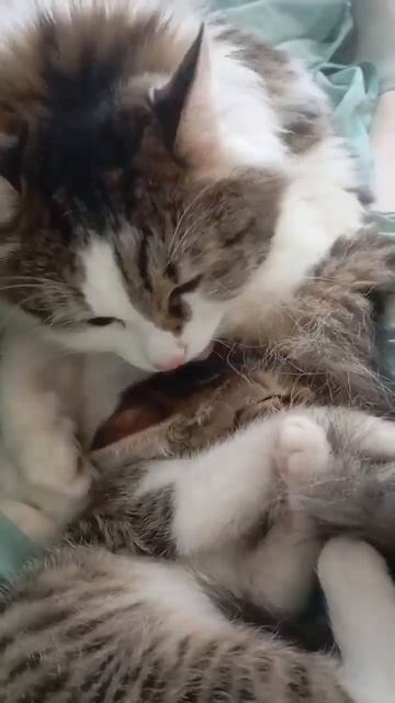 Милота!😻❤️
