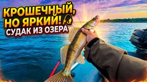 Клюёт На Каждом Забросе | Рыбалка На Озере Вселуг
