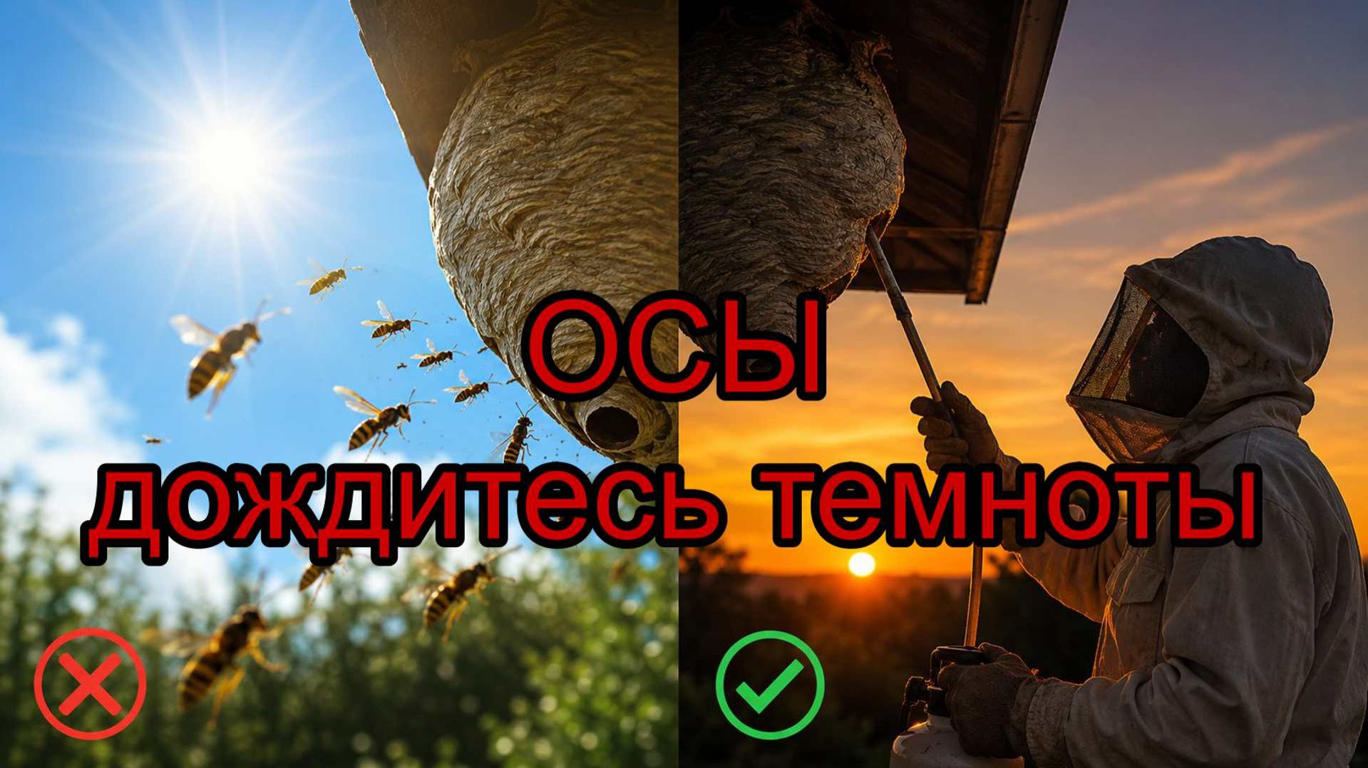 Осы_опасны_ждем_темноты