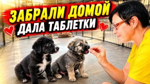 Забрали бездомных щенков домой / Как они устроились в квартире?