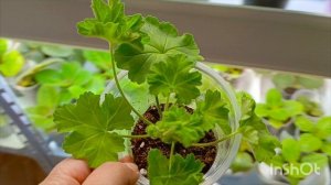 что делать чтоб черенок не гнил в воде? показываю и рассказываю 🤗как я укоренняю черенки пеларгоний