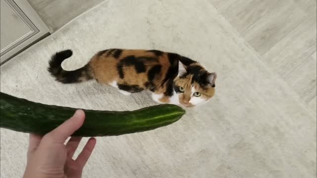 Масенька и огурчик 