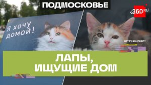 Девятый год добра: выставка «Хочу домой!» в Звенигороде помогла животным найти хозяев