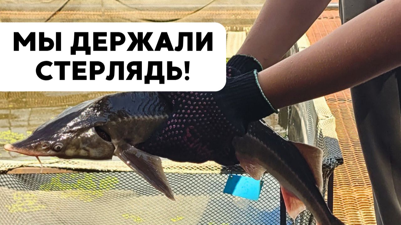 Где выращивают царскую рыбу? Мы держали СТЕРЛЯДЬ в руках! Едем на ферму Богородский осётр из Самары
