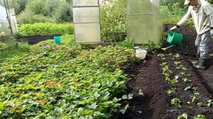 Муж посадил Клубнику 🍓Обрезаем лук🐝Вылетел Рой пчел.. 🍯