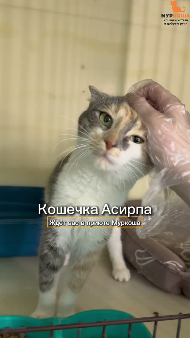Асирпа ждёт вас в приюте Муркоша