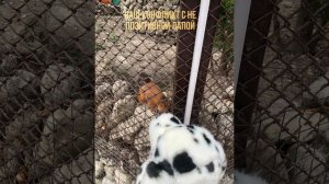НЕ ПОЗИТИВНАЯ ЛАПА-УЖАСНЫЙ ЧЕЛОВЕК! Наш с ней конфликт и её конфликт с карамелью|пдб