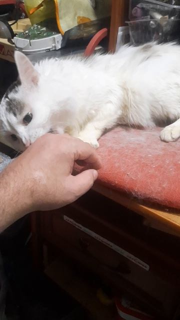Вася зверь, что даже тигр