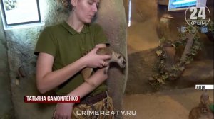Как ограничение электроснабжения в Ялте отражается на обитателях зоопарка и океанариума?