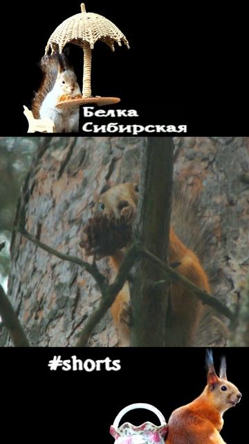 Белка сбросила шишку