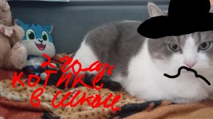котики в школе (2 часть)