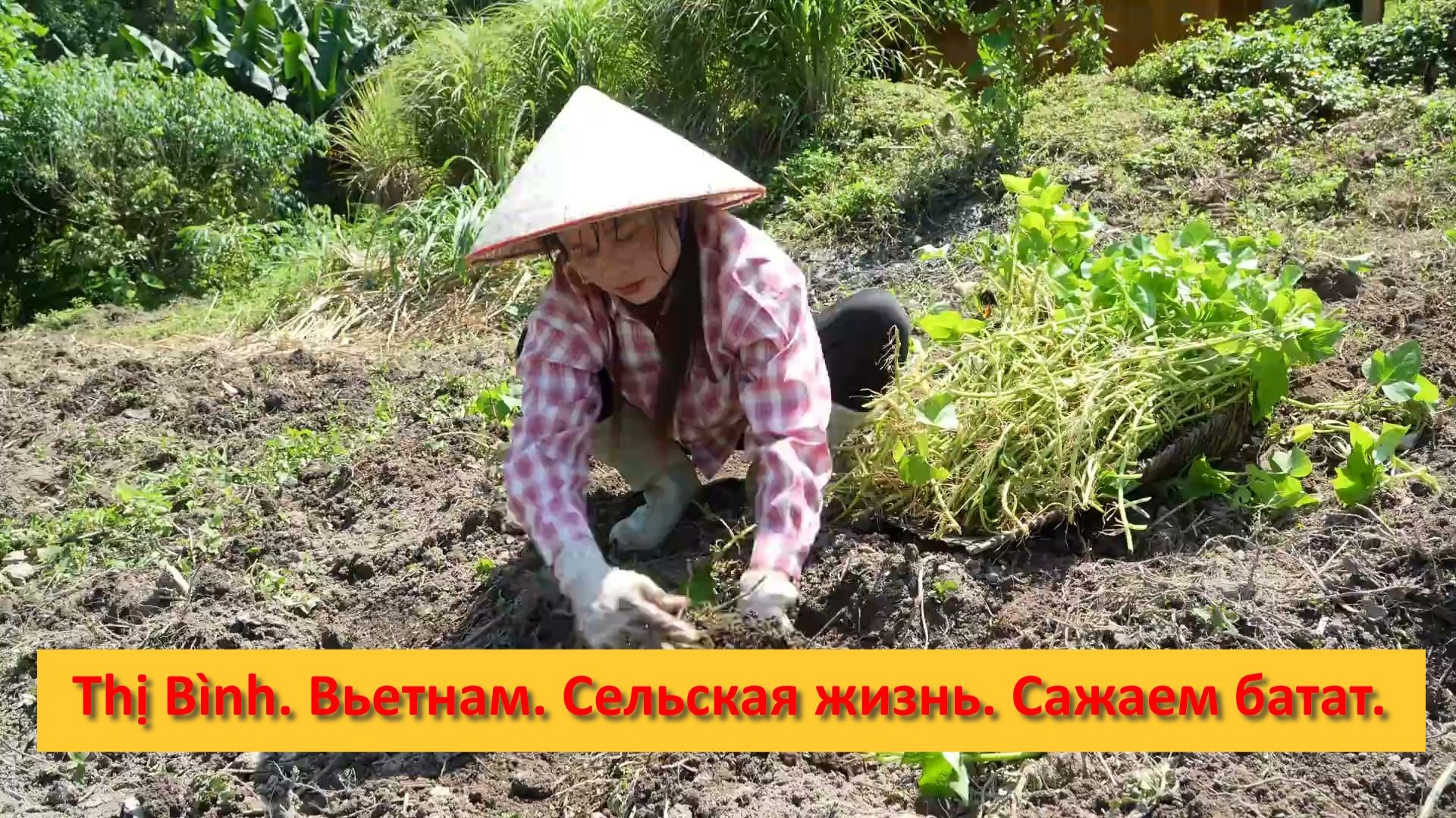 Thị Bình. Вьетнам. Сельская жизнь. Сажаем батат.
