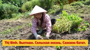 Thị Bình. Вьетнам. Сельская жизнь. Сажаем батат.