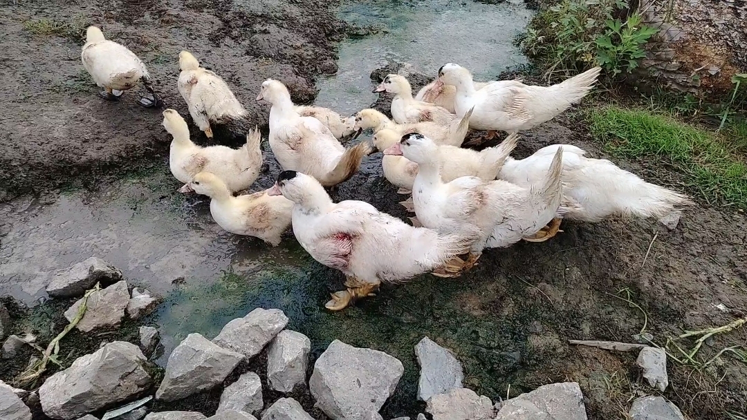 ЖИЗНЬ В ДЕРЕВНЕ НА ПЕНСИИ.