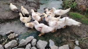 ЖИЗНЬ В ДЕРЕВНЕ НА ПЕНСИИ.