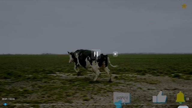 МУКА ПШЕНИЧНАЯ ОТ КОРОВЫ 🐄