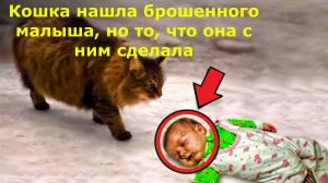 Кошка нашла брошенного малыша, но то, что она с ним сделала, шокировало всех