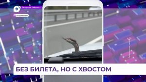 Змея заползла в авто жительницы Владивостока и благополучно доехала до Русского острова