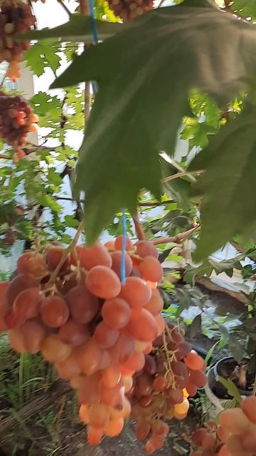 Виноградник Воронежского пенсионера!