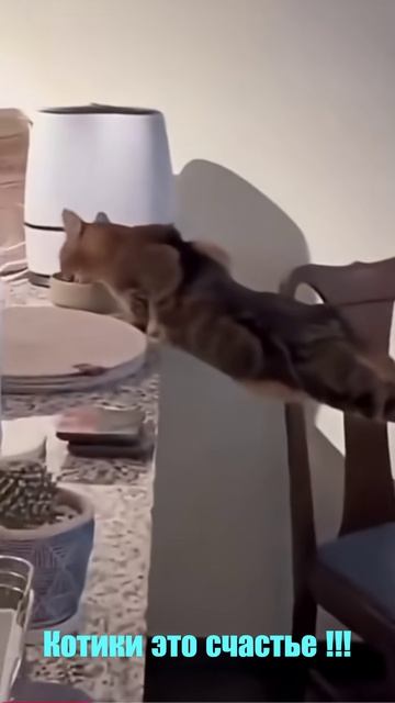 котики