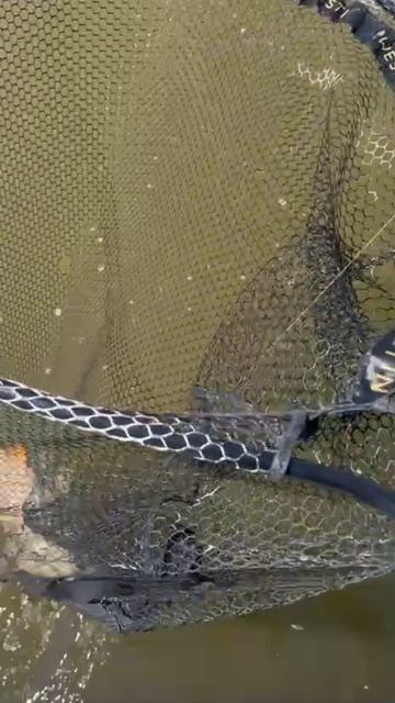 Августовский сазан пойман на джиг 🎣