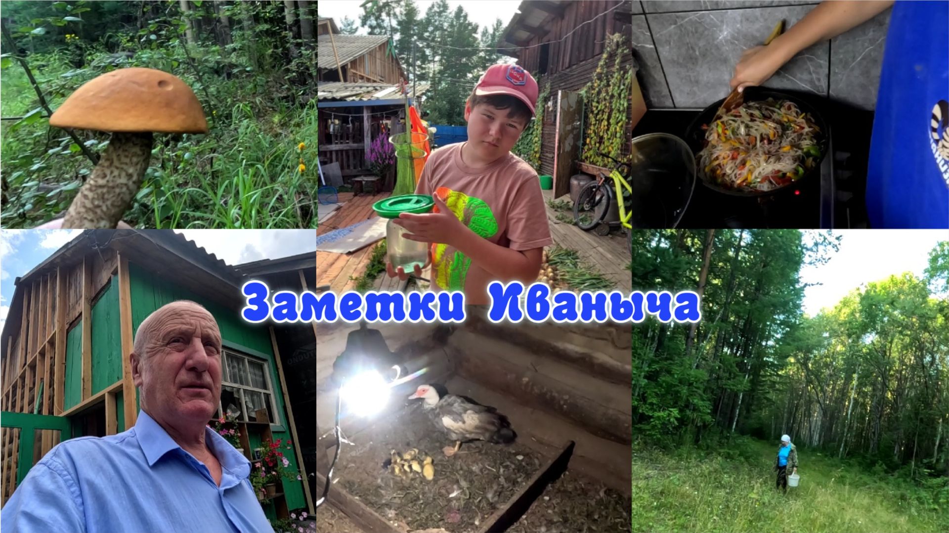 Шаманский лес,  пополнение на осень и другое