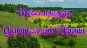 Дикая природа Центральной Европы