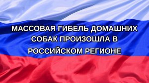 |Н. РФ| Массовая гибель домашних собак произошла в российском регионе