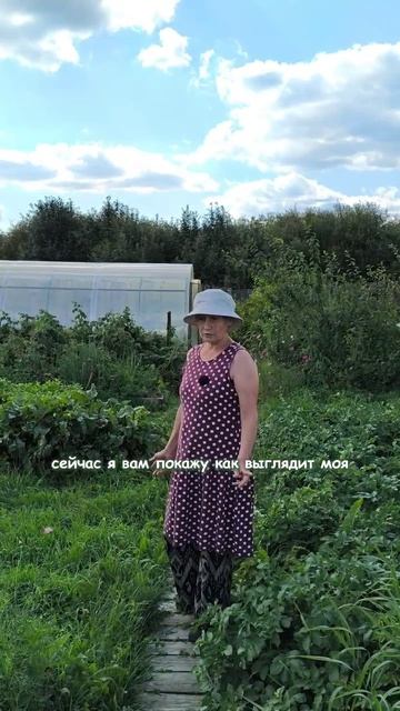 Как выглядит картошка в природном и традиционном земледелии.
