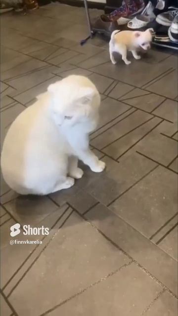 Кот и его друг пёс #кот #пёс #shortvideo#shorts